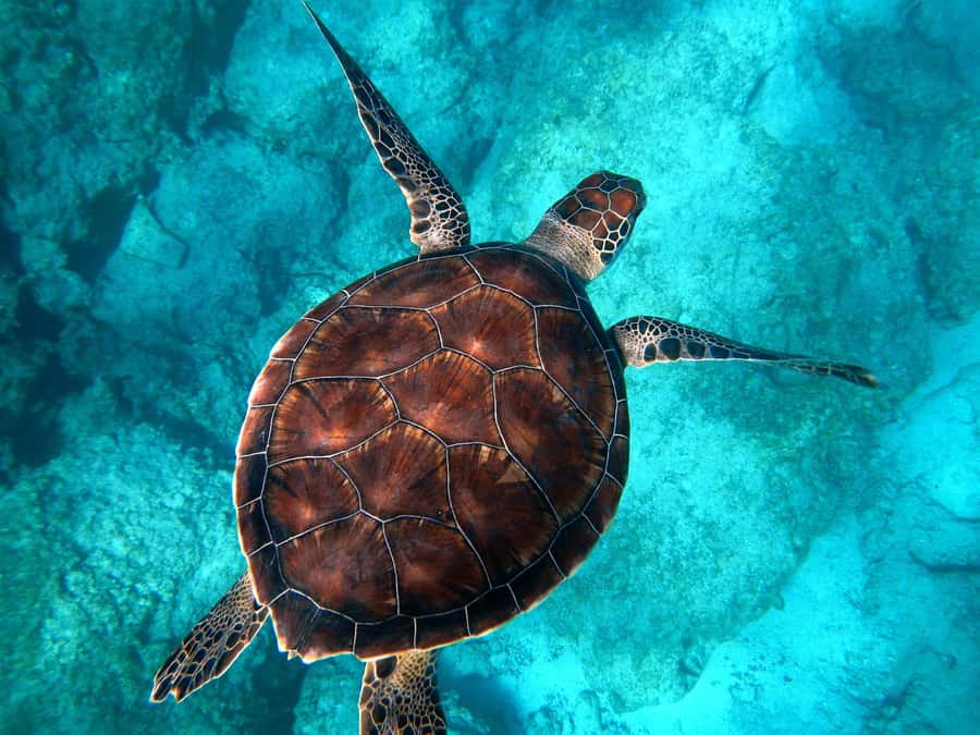 Muscat: Daymaniyat Islands Snorkeling Tour - What the four-hour outing is really like