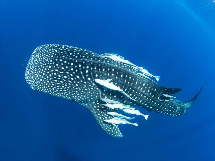 Muscat: Daymaniyat Islands Snorkeling Tour - Guides who make the boat feel personal