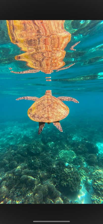Muscat: Daymaniyat Islands Snorkeling Tour - Who should book this snorkeling trip?