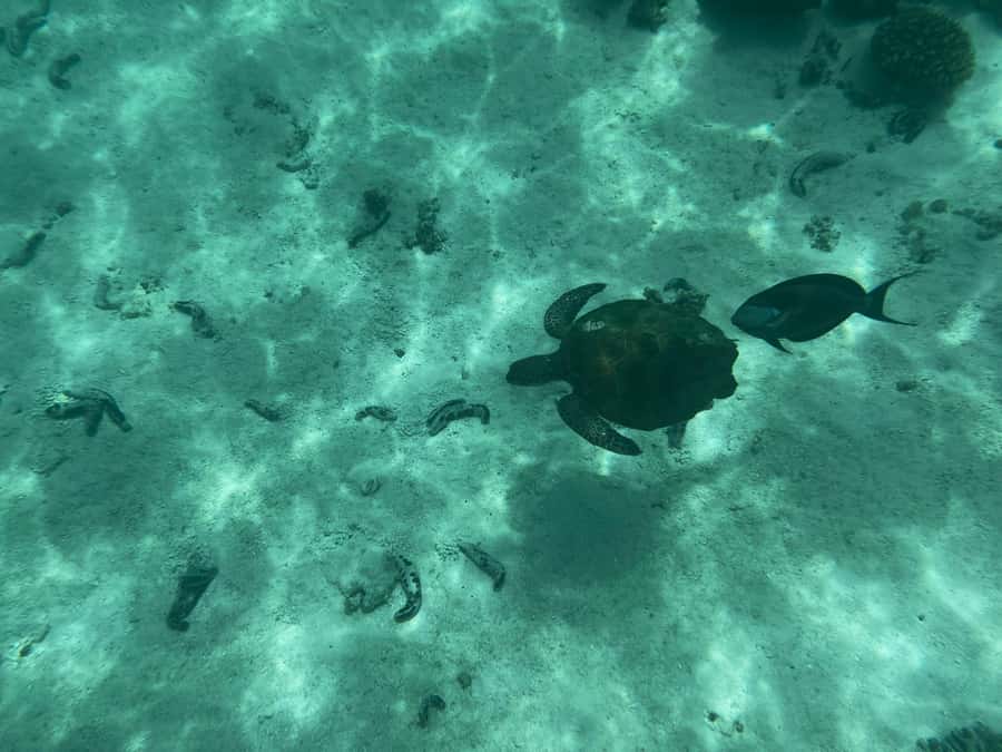 Muscat: Daymaniyat Islands Snorkeling Tour - Practical preparation for Seeb Port