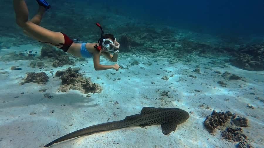 Muscat: Daymaniyat Islands Snorkeling Tour - Turtle encounters, coral, and reef fish