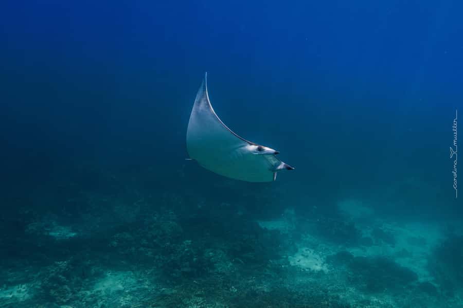 Muscat: Daymaniyat Islands Snorkeling Trip with BBQ Lunch - Is $70 a fair price?