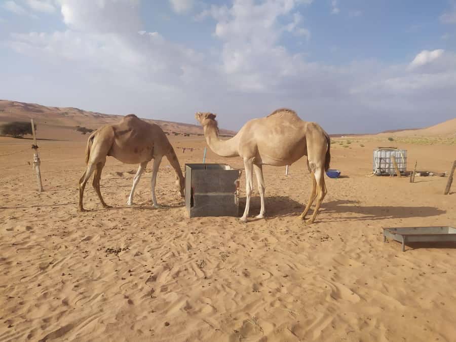 Muscat: Desert & Wadi Bani Khalid Tour with Quad Bike Option - Booking details worth checking