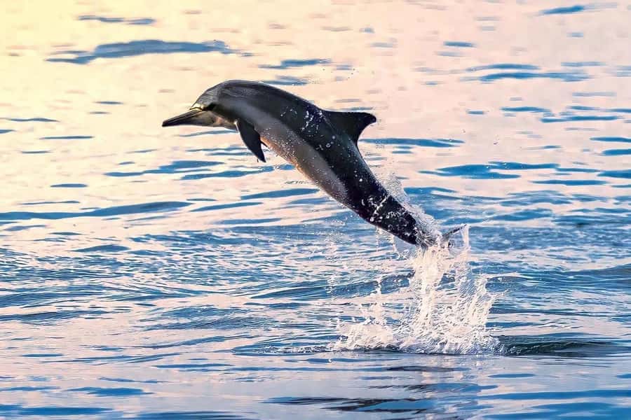 Muscat: Dolphin Watch & Snorkel Excursion - Forty Minutes of Snorkeling in Clear Water