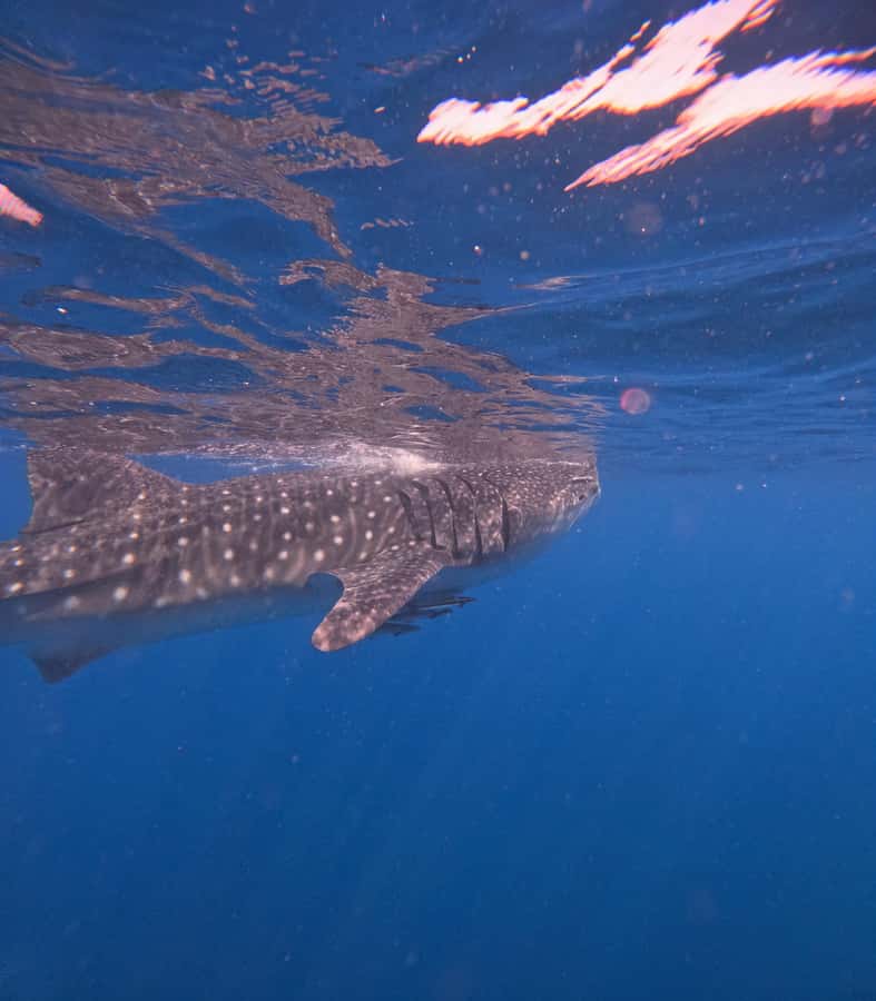 Muscat: Dolphin Watch & Snorkeling - What the boat ride feels like