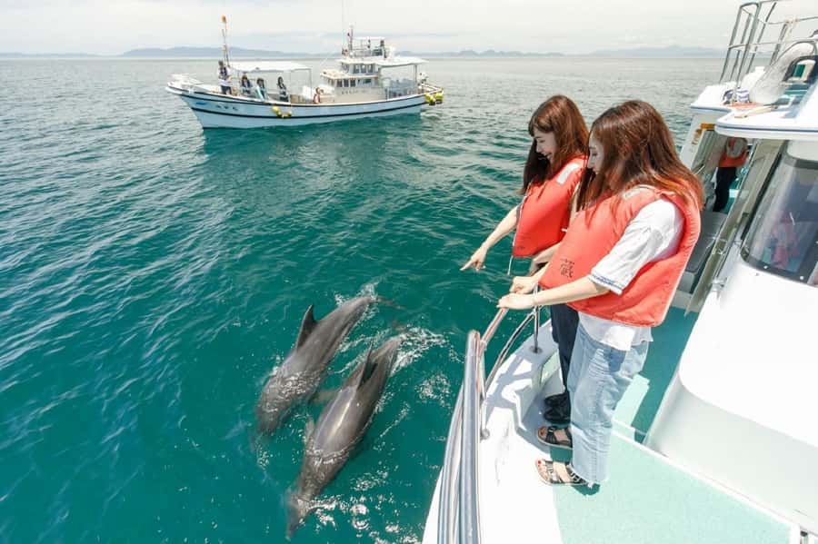 Muscat: Dolphin Watching and Snorkeling Tour - Two Muscat wildlife experiences in one morning