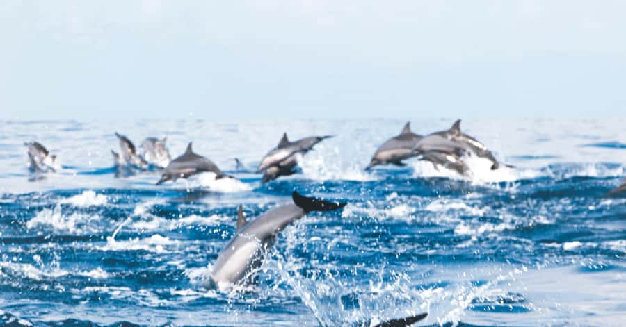 Muscat: Dolphin Watching and Snorkeling Tour - Searching for dolphins off Muscat