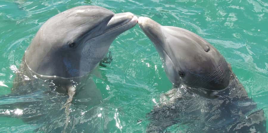 Muscat: Dolphin Watching and Snorkeling Tour - What the $90 price really covers