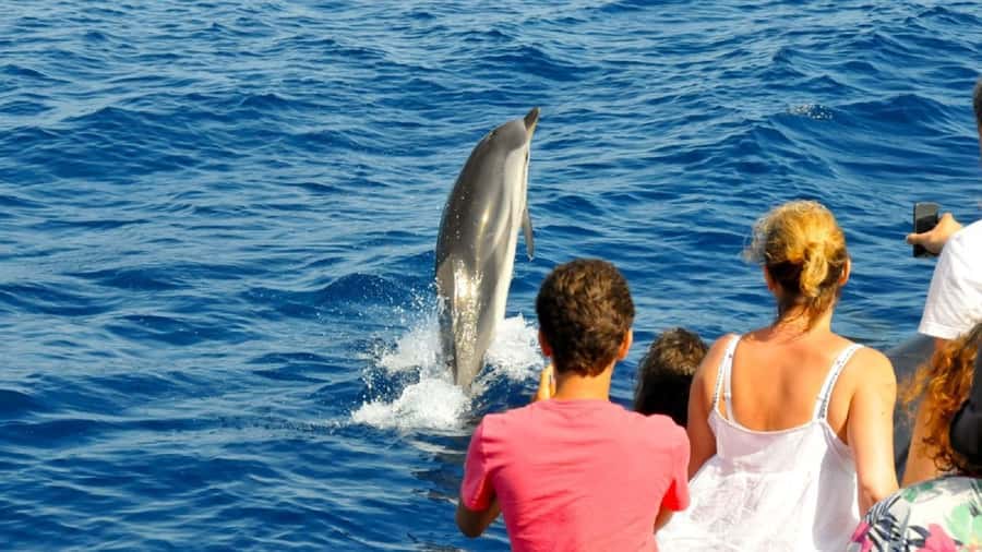 Muscat: Dolphin Watching and Snorkeling Tour - Cancellation and pickup details