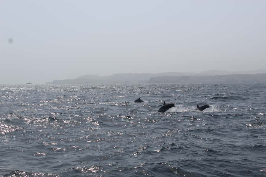 Muscat: Dolphin Watching and Snorkeling Tour By Speed Boat - Starting at Marina Bandar Al Rowdha at 9:30am