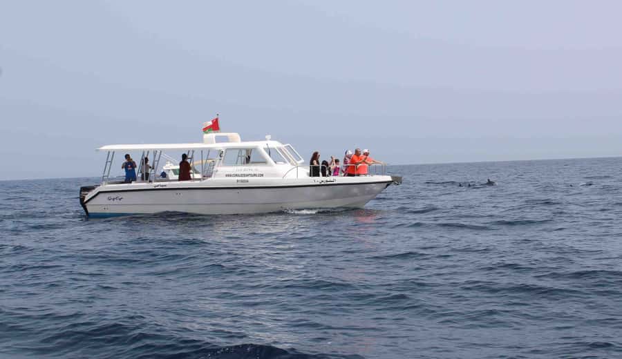 Muscat: Dolphin Watching and Snorkeling Tour By Speed Boat - Dolphin watching with realistic expectations