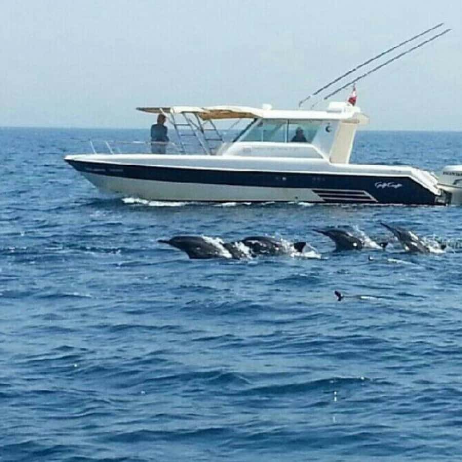 Muscat: Dolphin Watching and Snorkeling Trip - Setting out from Marina Bandar Al Rowdha