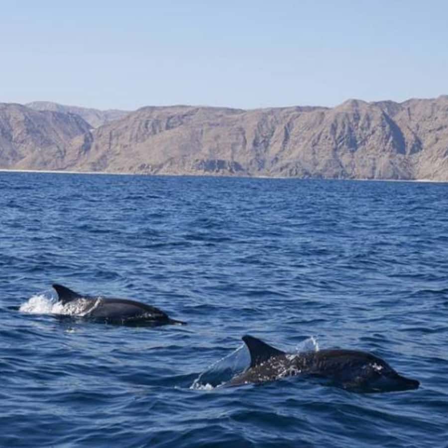 Muscat: Dolphin Watching and Snorkeling Trip - Comfort, safety, and what to pack