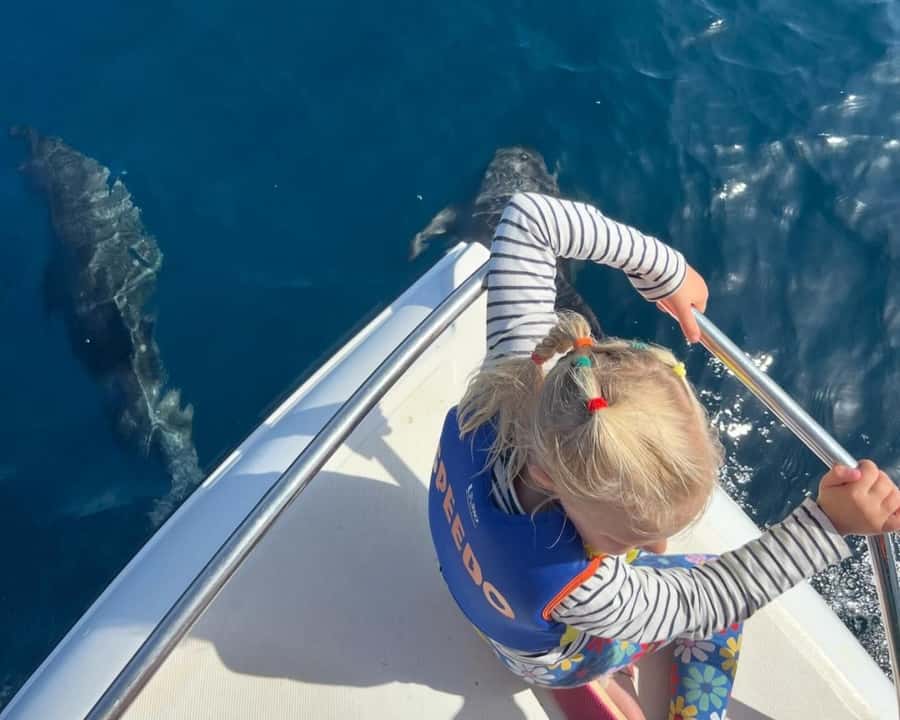 Muscat: Dolphin Watching Boat Amazing Trip - Key points at a glance