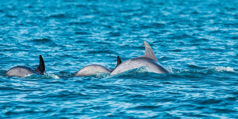 Muscat: Dolphin Watching Boat Amazing Trip - Setting out from Marina Bandar al Rowdha