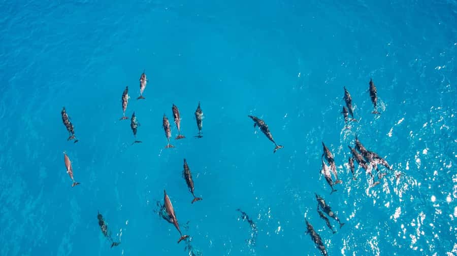 Muscat: Dolphin Watching Boat Amazing Trip - The coastal return ride