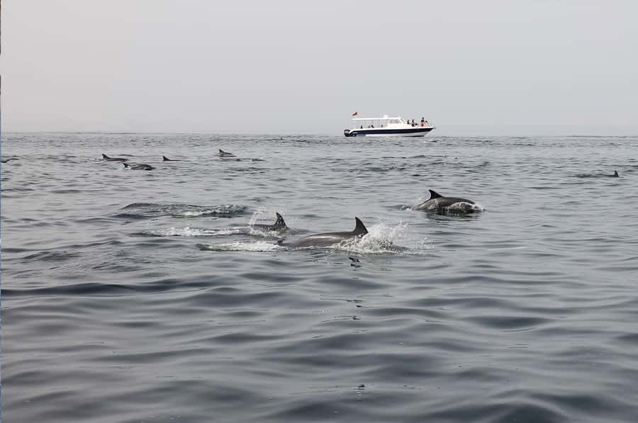 Muscat: Dolphin Watching Boat Amazing Trip - Who will get the most from this trip