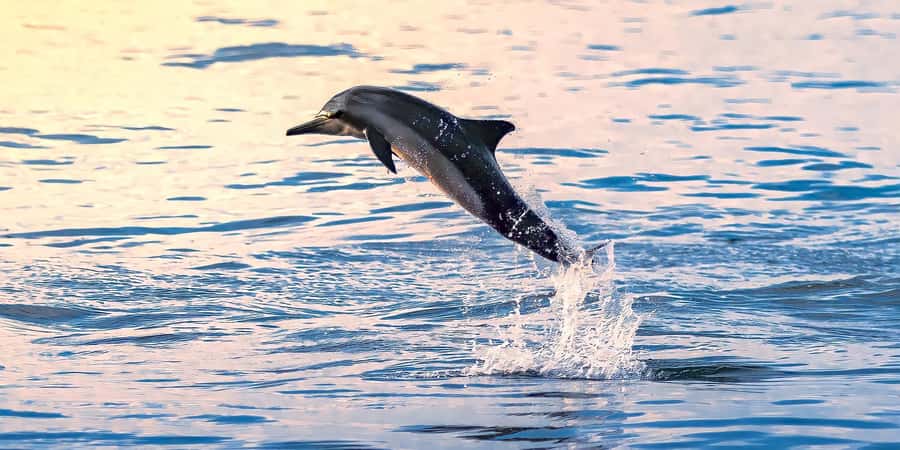 Muscat: Dolphin Watching Boat Tour - Finding dolphins off Muscat’s coast
