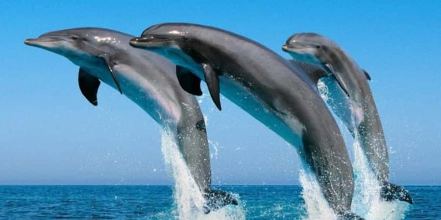 Muscat: Dolphin Watching Boat Tour - The modern boat and onboard comfort
