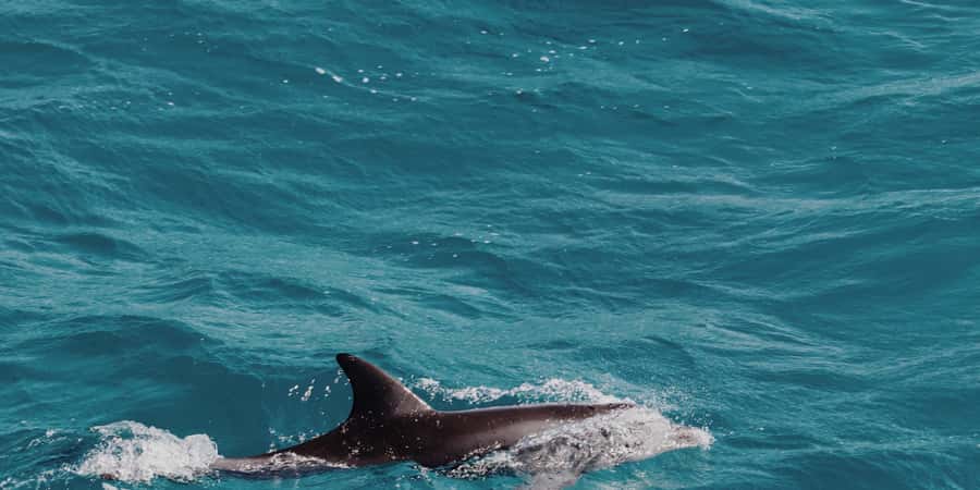 Muscat: Dolphin Watching Boat Tour - What the two-hour schedule feels like