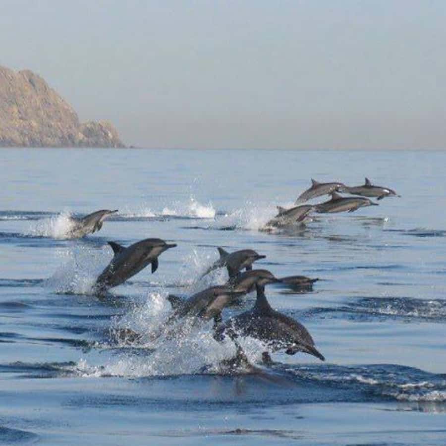 Muscat: Dolphin Watching Boat Trip with Snacks & Local Guide - Key points to know before booking