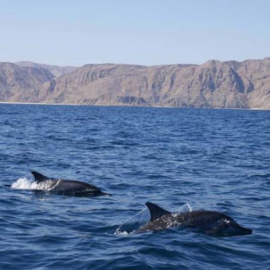 Muscat: Dolphin Watching Boat Trip with Snacks & Local Guide - Snacks, drinks, and the practical comforts