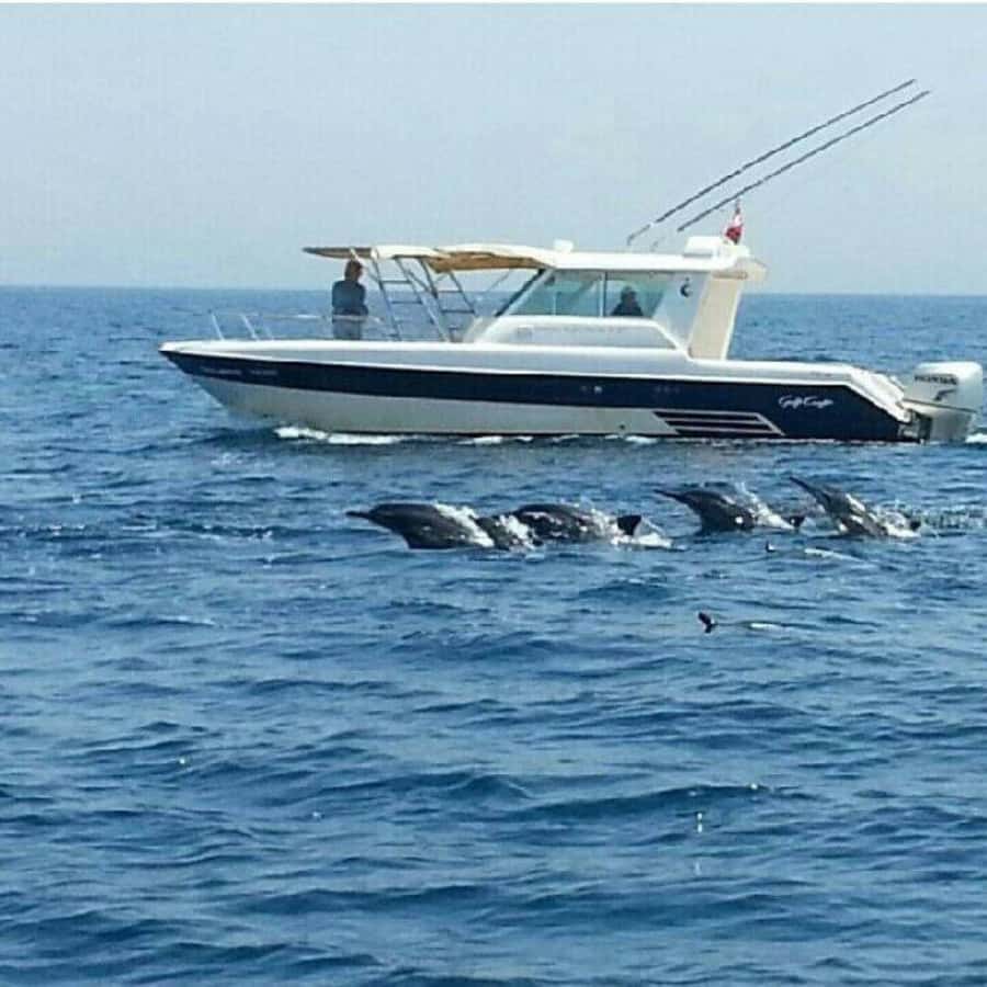 Muscat: Dolphin Watching Boat Trip with Snacks & Local Guide - Guides, languages, and the learning side