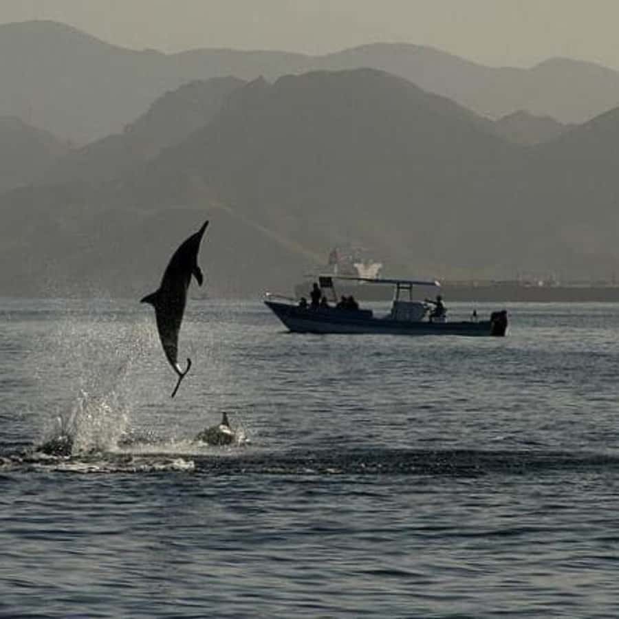 Muscat: Dolphin Watching Boat Trip with Snacks & Local Guide - Who will get the most from this trip