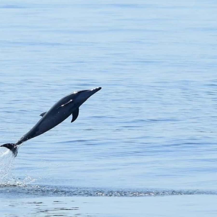 Muscat: Dolphin Watching Boat Trip with Snacks & Local Guide - How to make the morning better