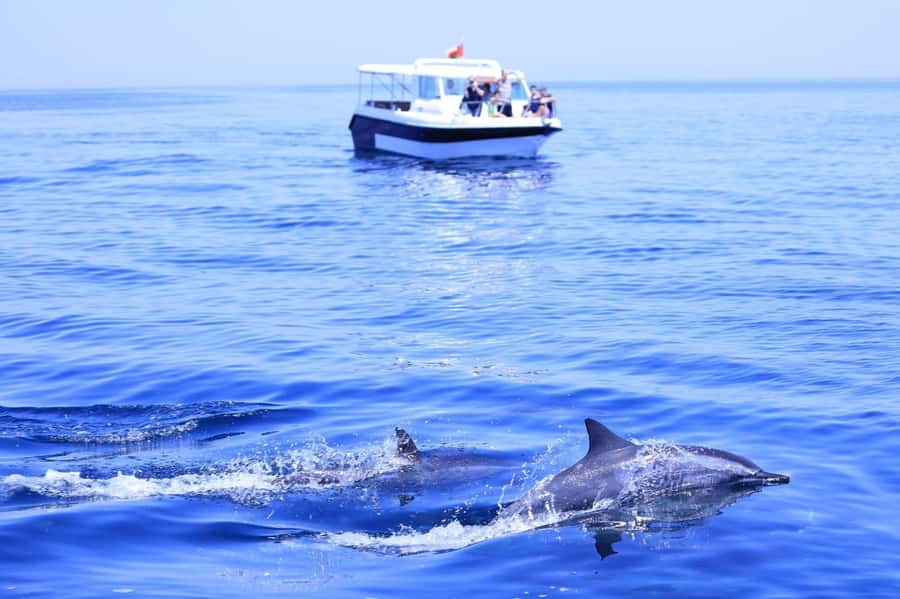 Muscat Dolphin Watching & Coastal Sightseeing Tour - Key points to know before you book