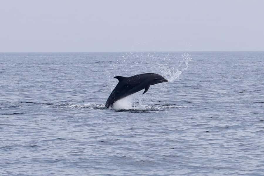 Muscat Dolphin Watching & Coastal Sightseeing Tour - What dolphin watching is really like