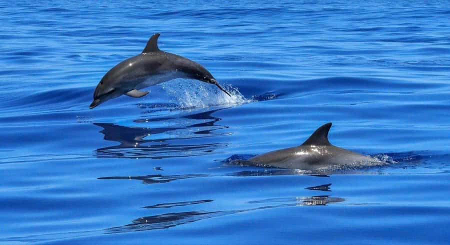 Muscat Dolphin Watching & Coastal Sightseeing Tour - The van ride through Muscat