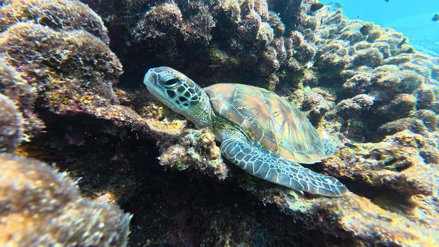 Muscat Oman: Snorkeling adventure to Daymaniyat Island - From Al Mouj Marina to open Gulf waters
