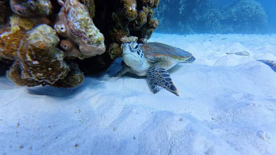 Muscat Oman: Snorkeling adventure to Daymaniyat Island - What the reef looks like in practice