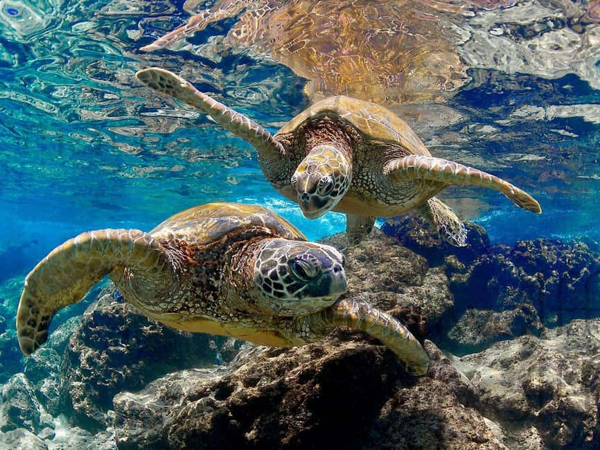 Muscat Oman: Snorkeling adventure to Daymaniyat Island - Is $76 a fair price?