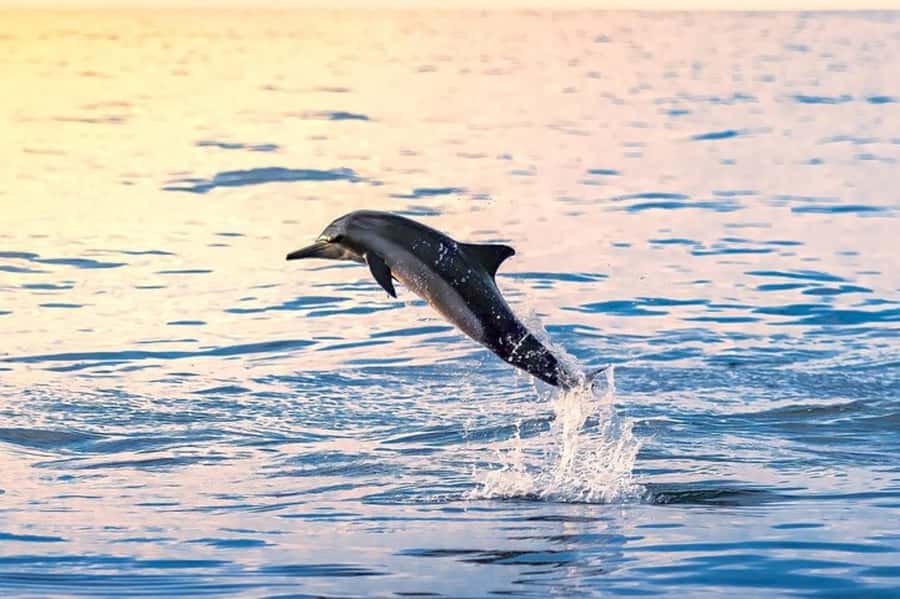 Muscat: Snorkeling and Dolphin Watching Tour - Key points to know before booking