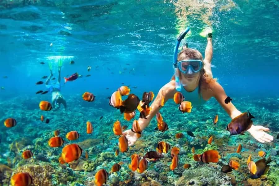 Muscat: Snorkeling and Dolphin Watching Tour - Leaving Muscat from Marina Bandar Al Rowdha