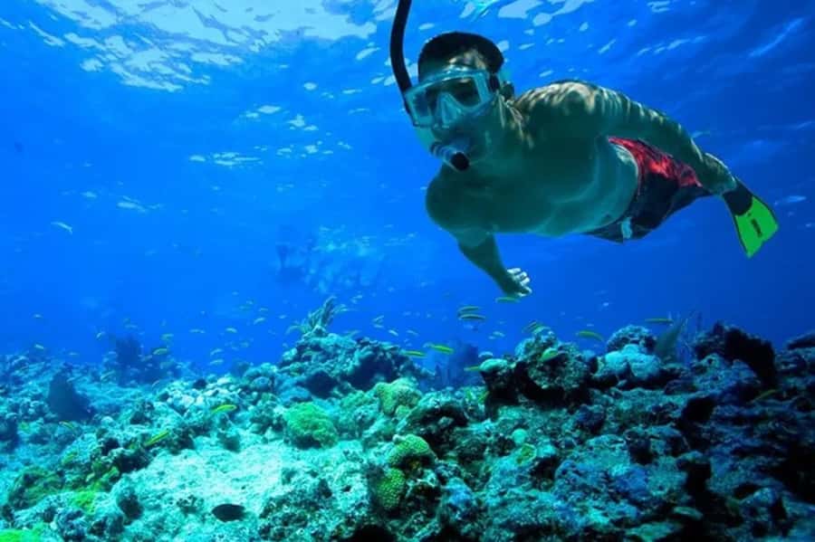 Muscat: Snorkeling and Dolphin Watching Tour - Should you book this dolphin and snorkeling tour?