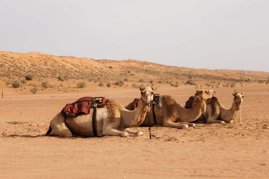 Muscat: Wadi Bani Khalid Oasis & Oman Desert Tour - Who should book this Oman day trip