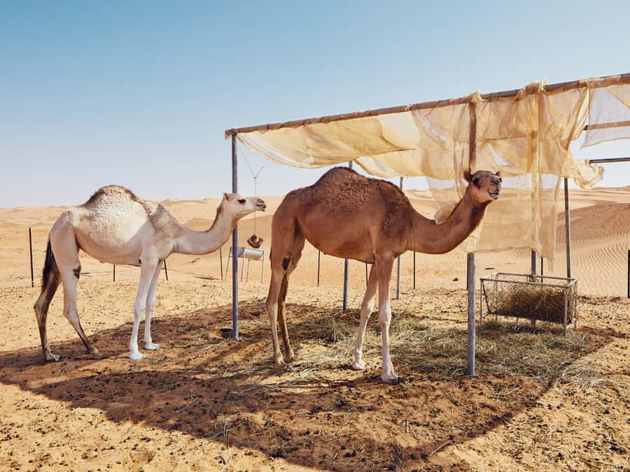 Muscat: Wahiba Sands Desert Sunset Tour with Dinner - One hour of sunset on the sand