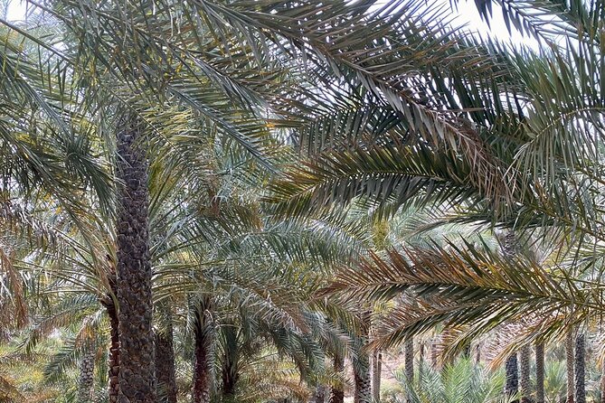 Old Nizwa authentic walks - Who will enjoy this Nizwa experience most?
