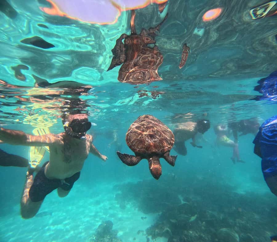 Oman: Daymaniyat Island Snorkeling Trip with Equipment - Snorkeling for beginners and confident swimmers