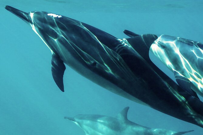 Oman Dolphin Watching Tours - Leaving Marina Bandar Al Rowdha at 10:00 am
