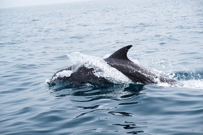 Oman Dolphin Watching Tours - Who will enjoy this Muscat boat trip?