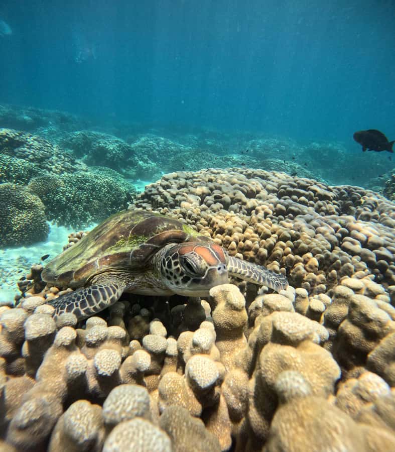 Oman: Snorkeling Trip at Daymaniyat Islands - Key points to know
