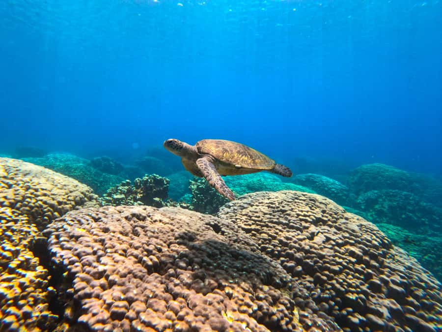 Oman: Snorkeling Trip at Daymaniyat Islands - Several snorkeling spots, not just one
