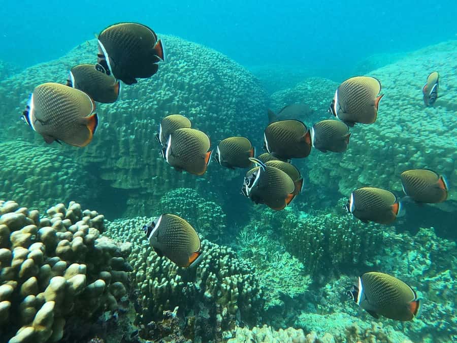 Oman: Snorkeling Trip at Daymaniyat Islands - A boat designed for a long morning outside