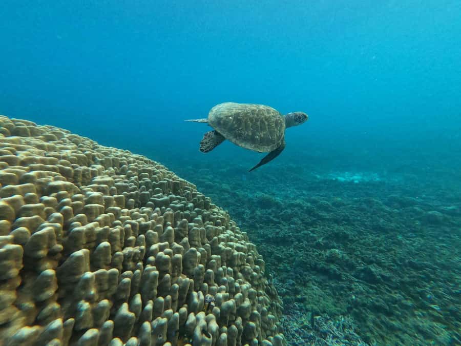 Oman: Snorkeling Trip at Daymaniyat Islands - GoPro footage that adds value after the trip