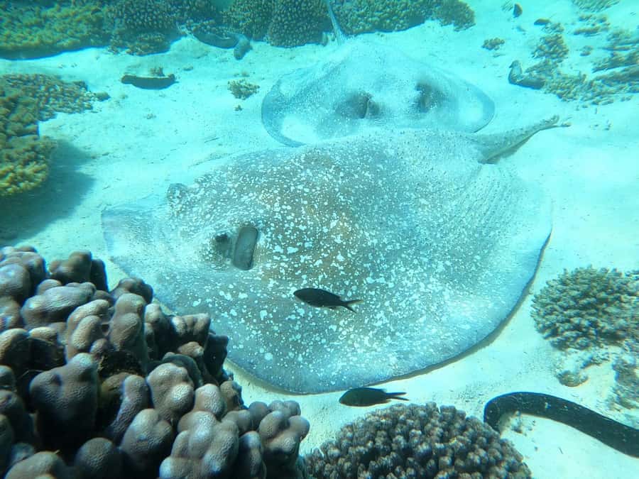 Oman: Snorkeling Trip at Daymaniyat Islands - Who will enjoy this morning most?