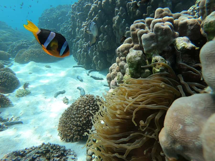 Oman: Snorkeling Trip at Daymaniyat Islands - Nine islands with no resorts or roads